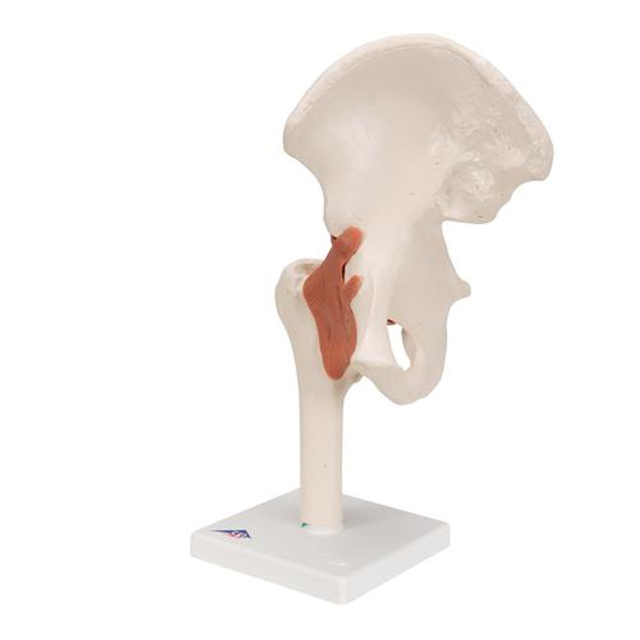 Functional Hip Joint Anatomy Model - Left Side View