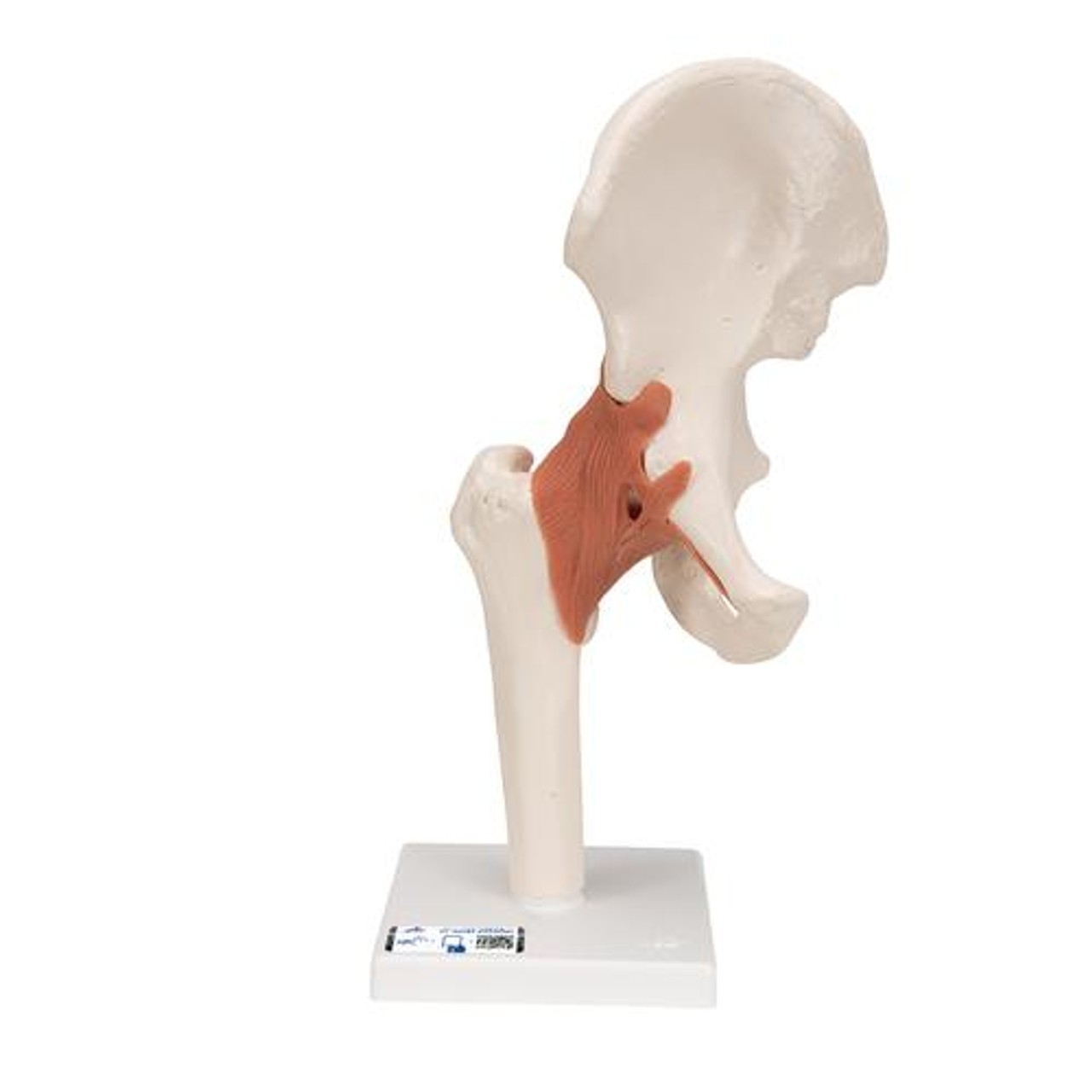 Functional Hip Joint Anatomy Model