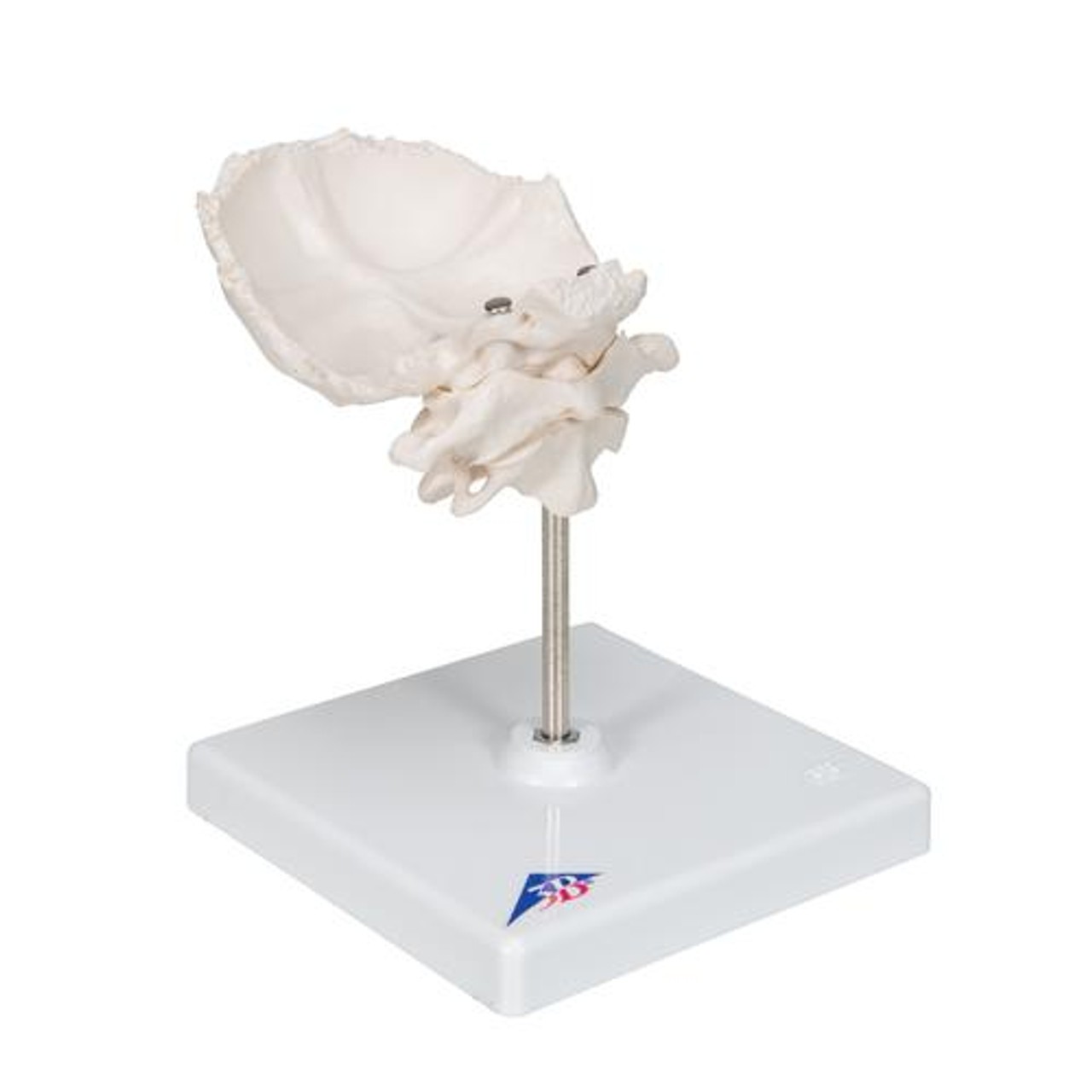 Atlas and Axis Bones Anatomy Model With Occipital Plate - Right Side View