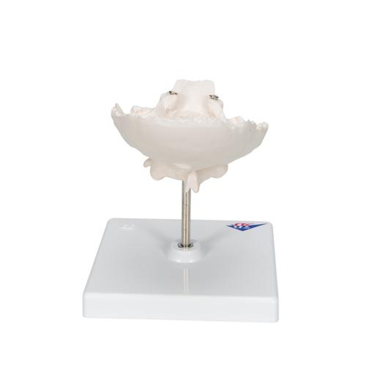 Atlas and Axis Bones Anatomy Model With Occipital Plate - Back Side View