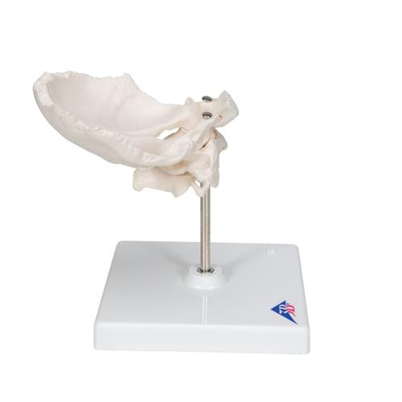 Atlas and Axis Bones Anatomy Model With Occipital Plate - Right Side View