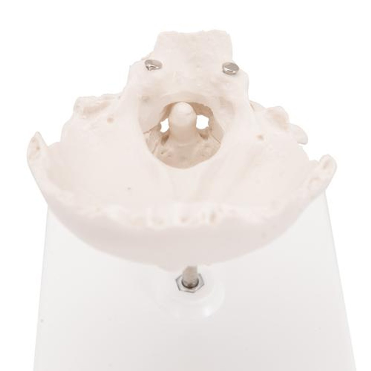 Atlas and Axis Bones Anatomy Model With Occipital Plate - Top View