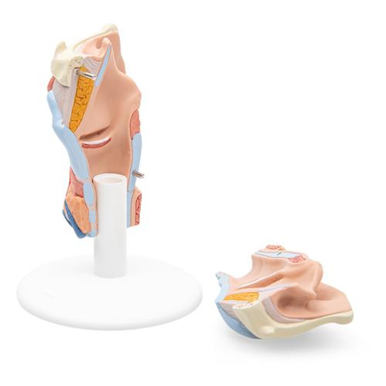 Human Larynx Anatomy Model