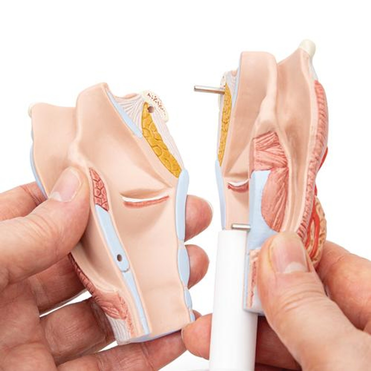 Human Larynx Anatomy Model