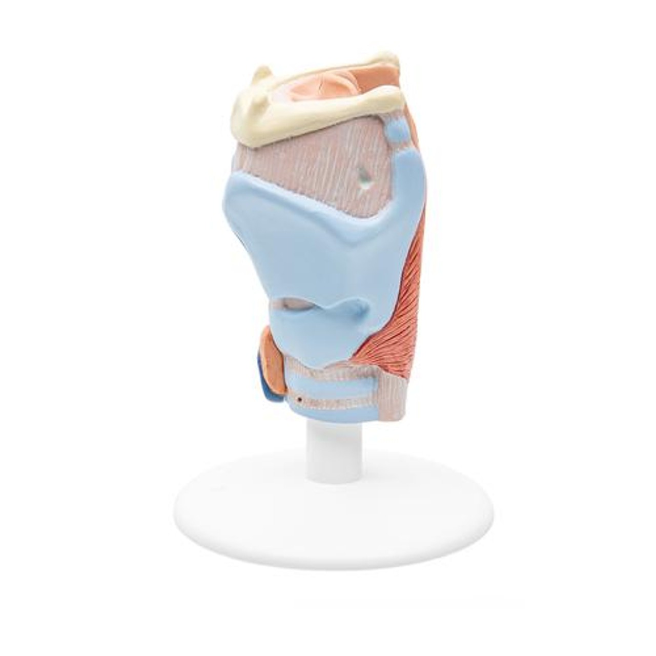 Human Larynx Anatomy Model