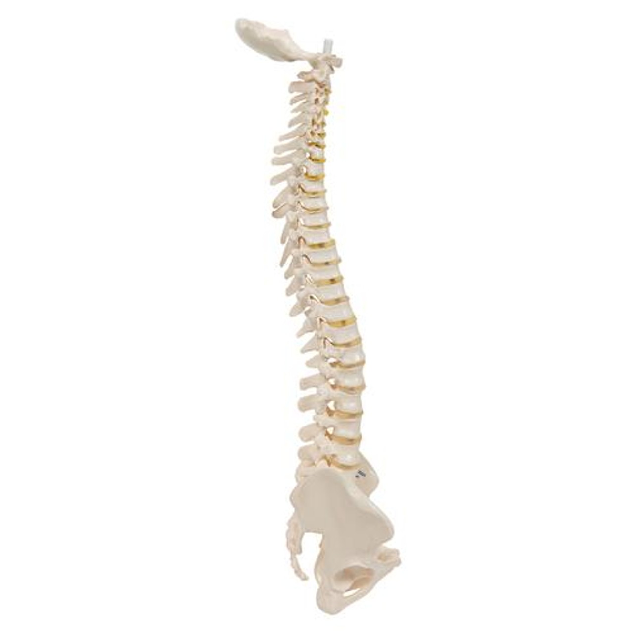 Mini Human Spinal Column Anatomy Model - Right Side View