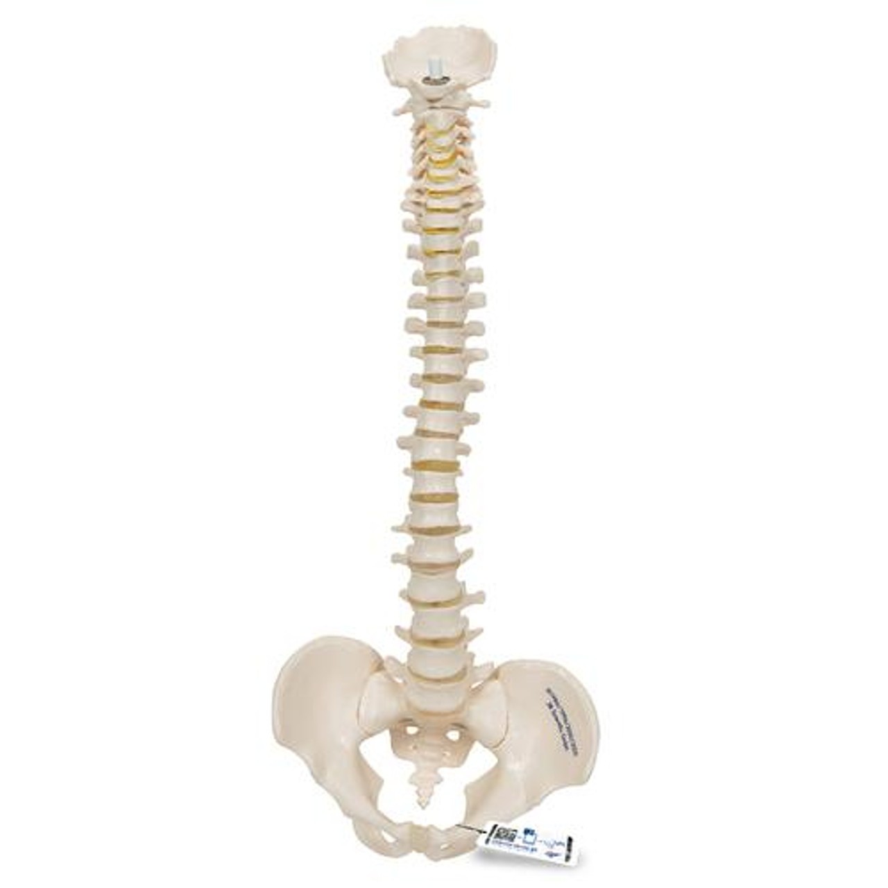 Mini Human Spinal Column Anatomy Model