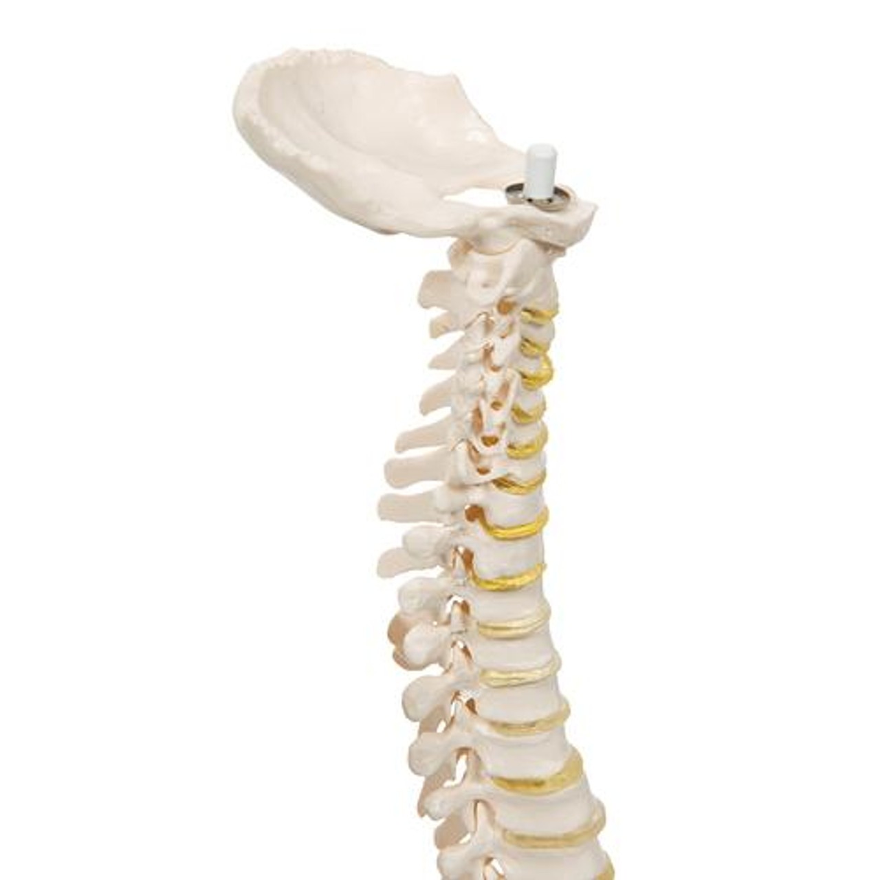Mini Human Spinal Column Anatomy Model - Zoom View