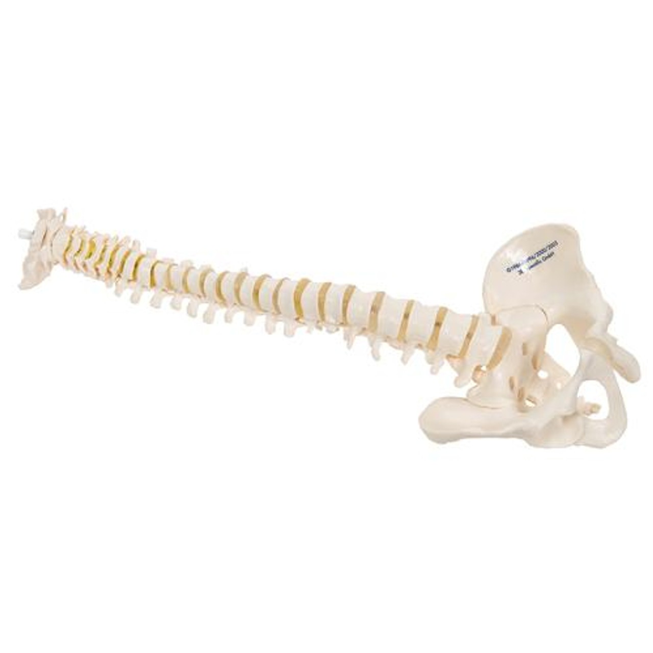 Mini Human Spinal Column Anatomy Model