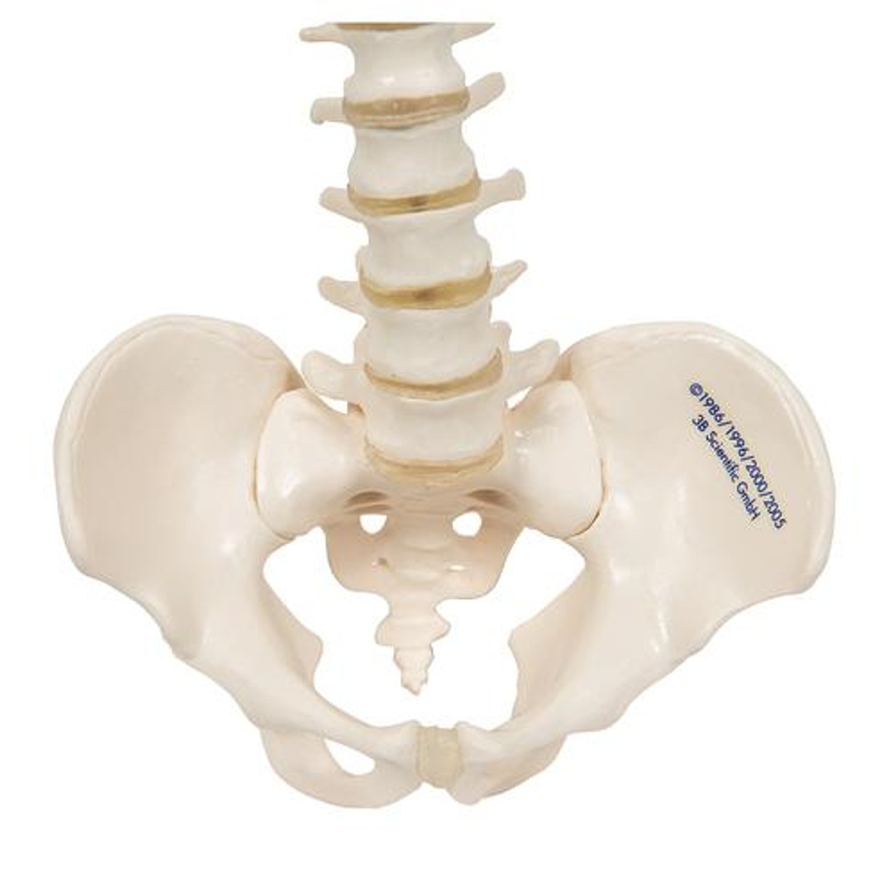 Mini Human Spinal Column Anatomy Model - Zoom View