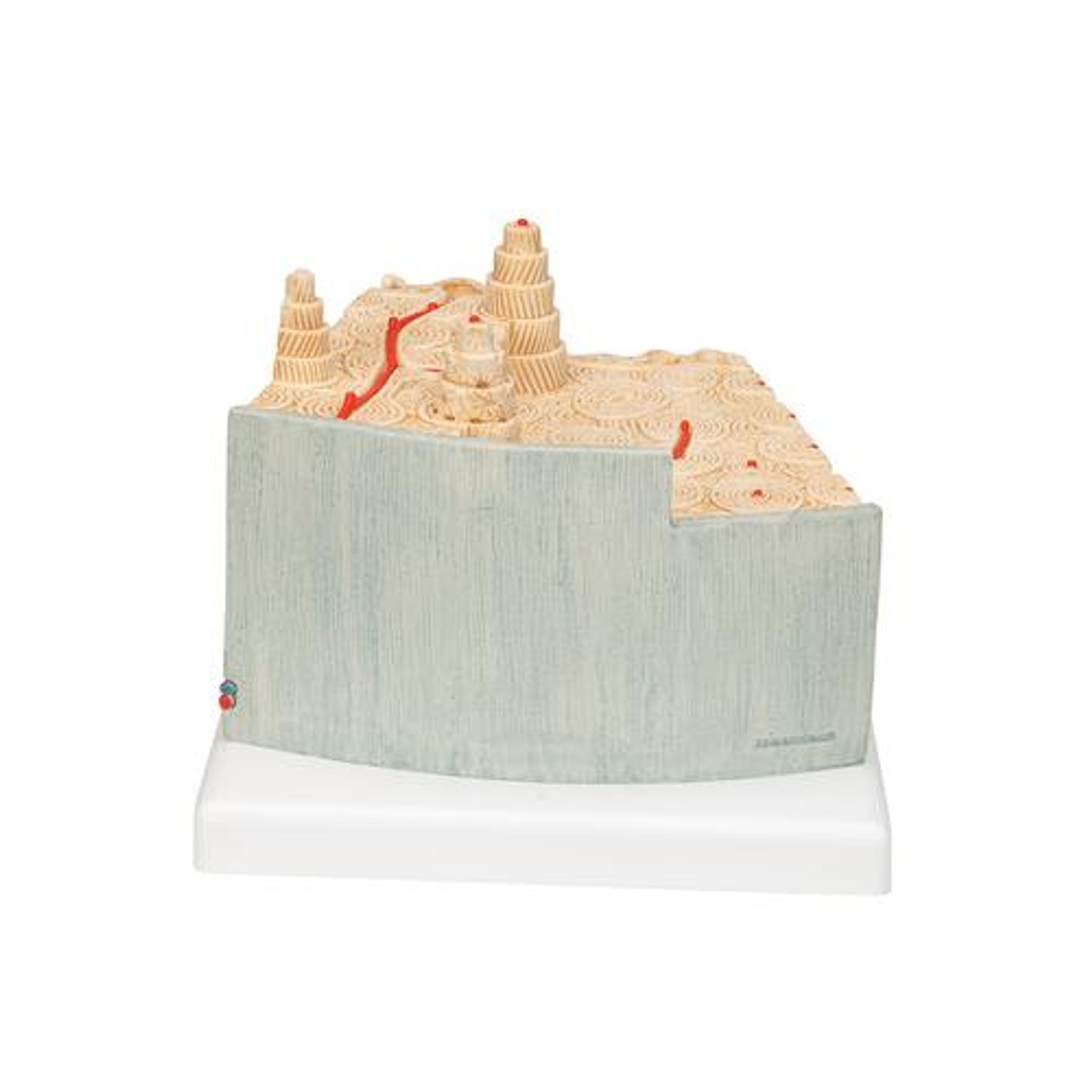 Microanatomy Bone Structure Anatomy Model - Back View