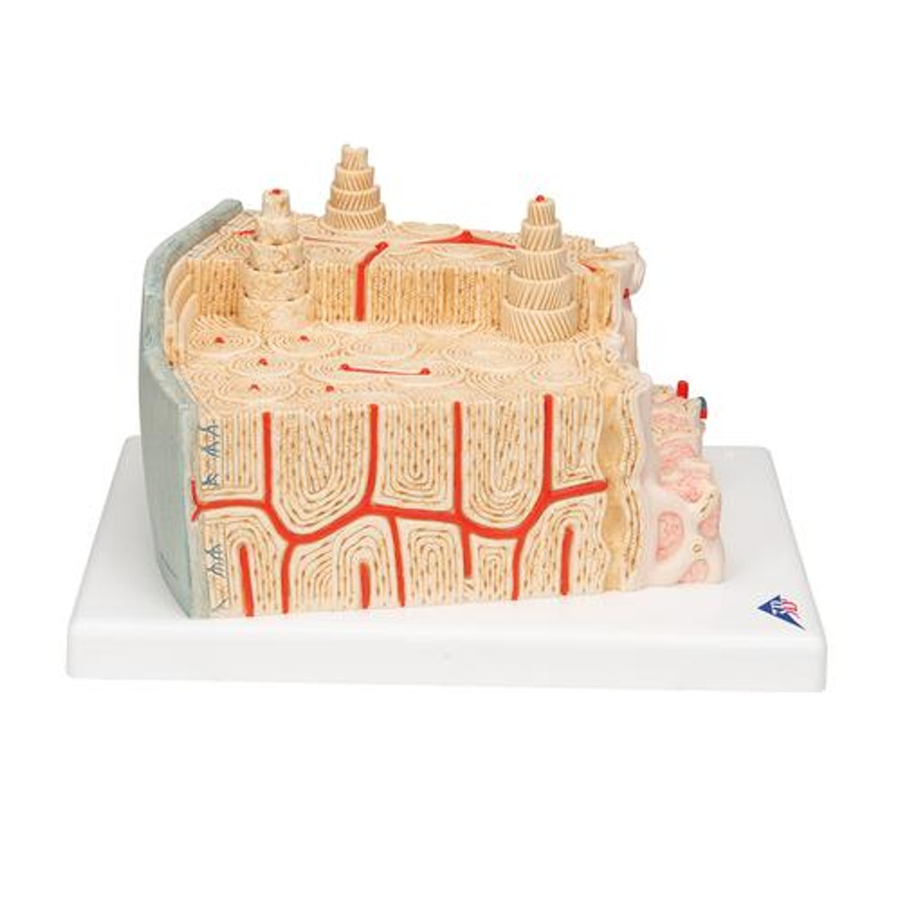 Microanatomy Bone Structure Anatomy Model - Right Side View