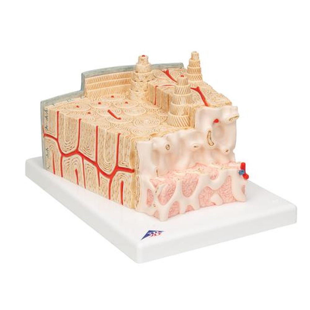 Microanatomy Bone Structure Anatomy Model - Right Side View