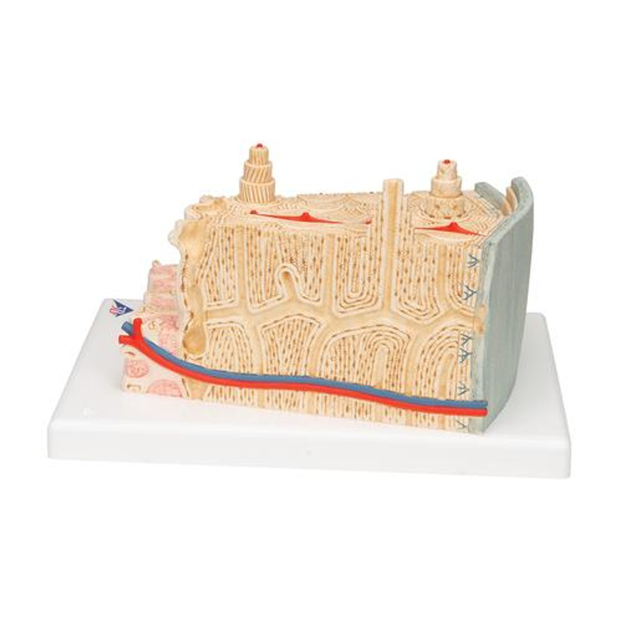 Microanatomy Bone Structure Anatomy Model - Left Side View