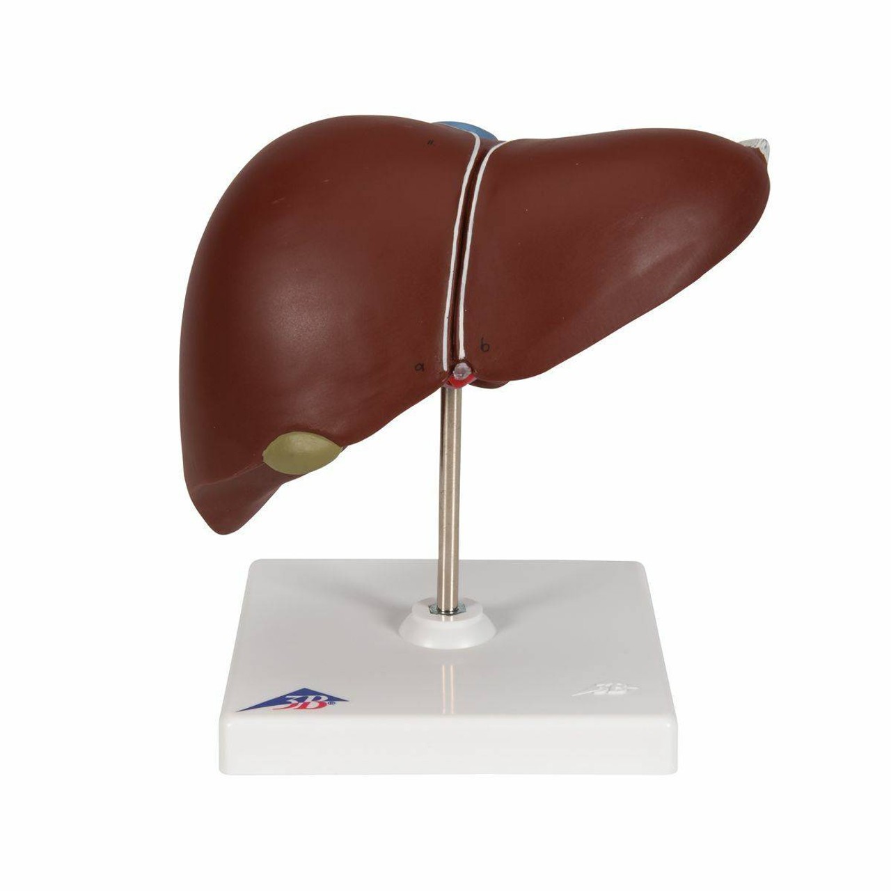 Liver Anatomy Model With Gall Bladder