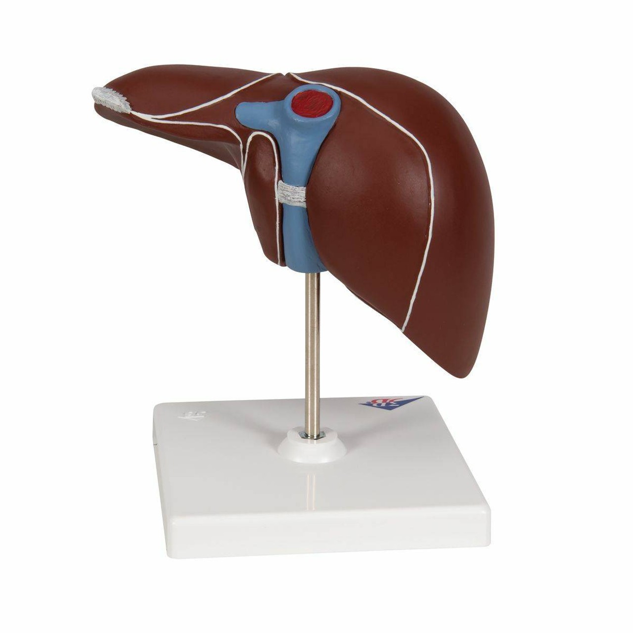 Liver Anatomy Model With Gall Bladder