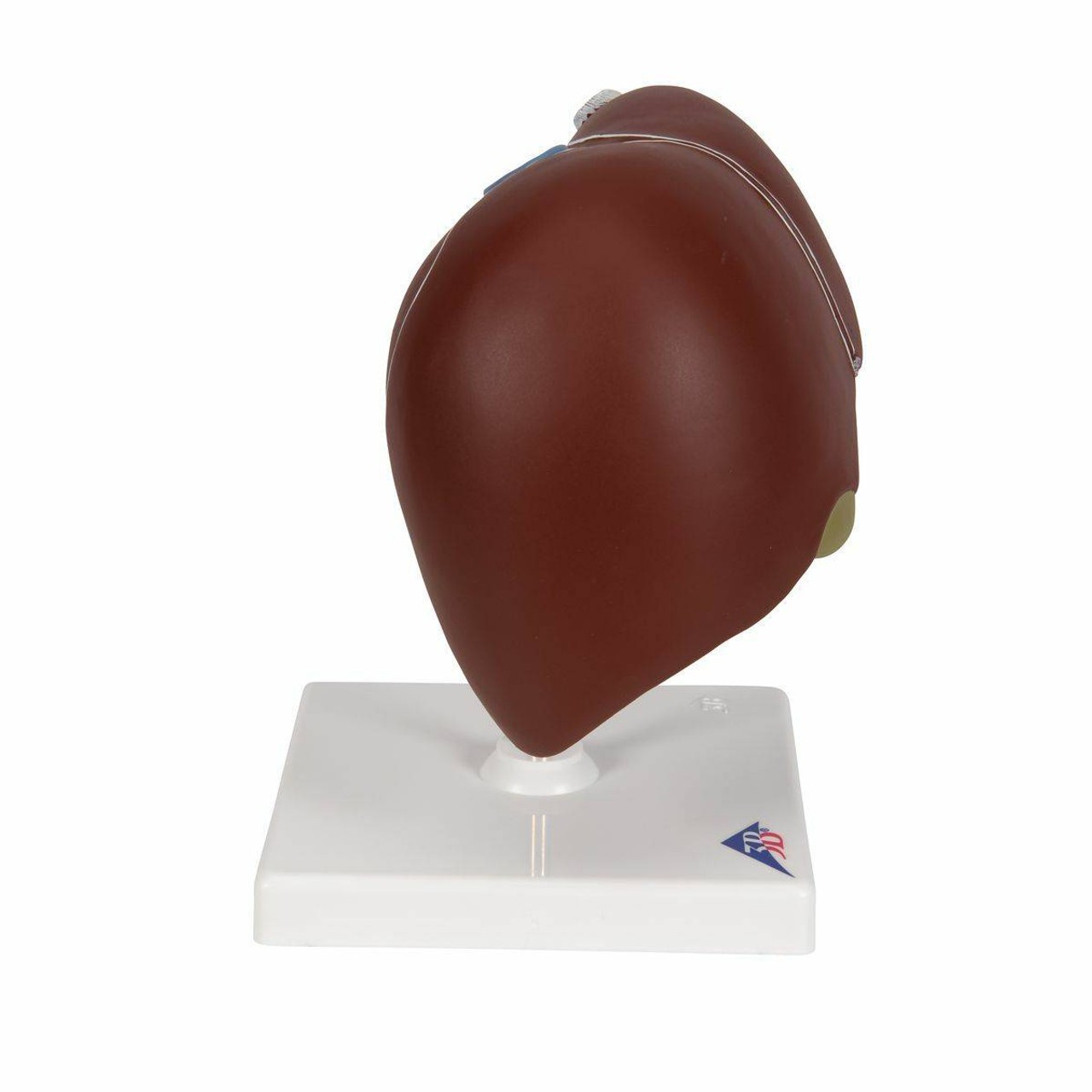 Liver Anatomy Model With Gall Bladder