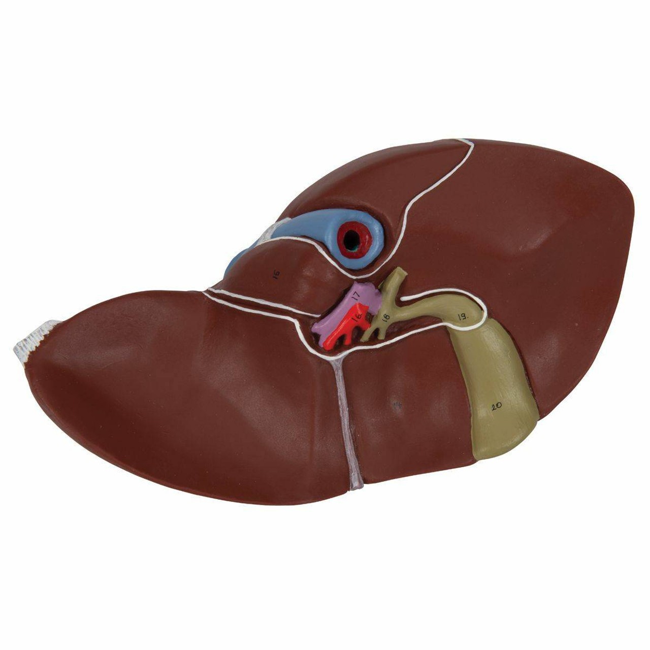 Liver Anatomy Model With Gall Bladder