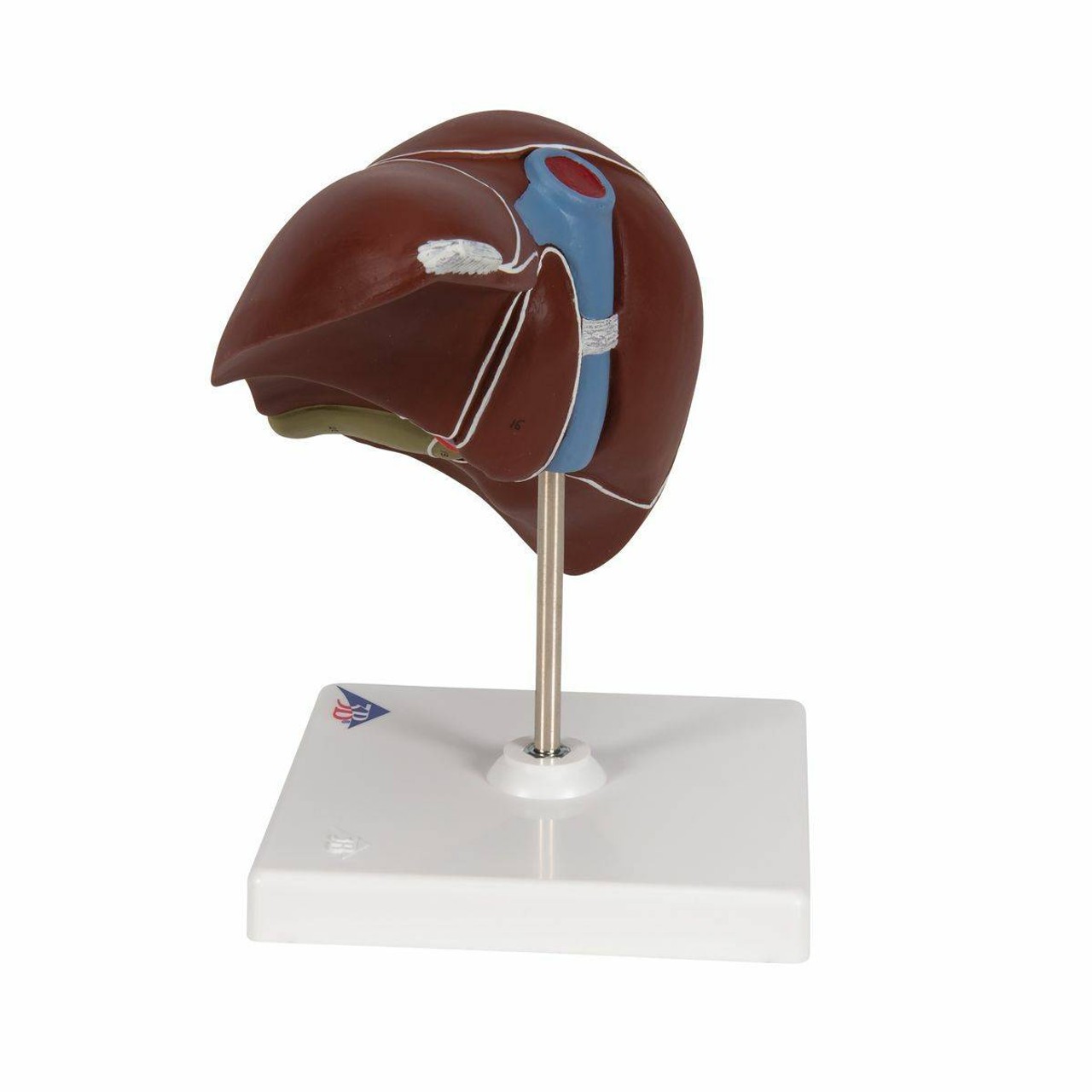 Liver Anatomy Model With Gall Bladder