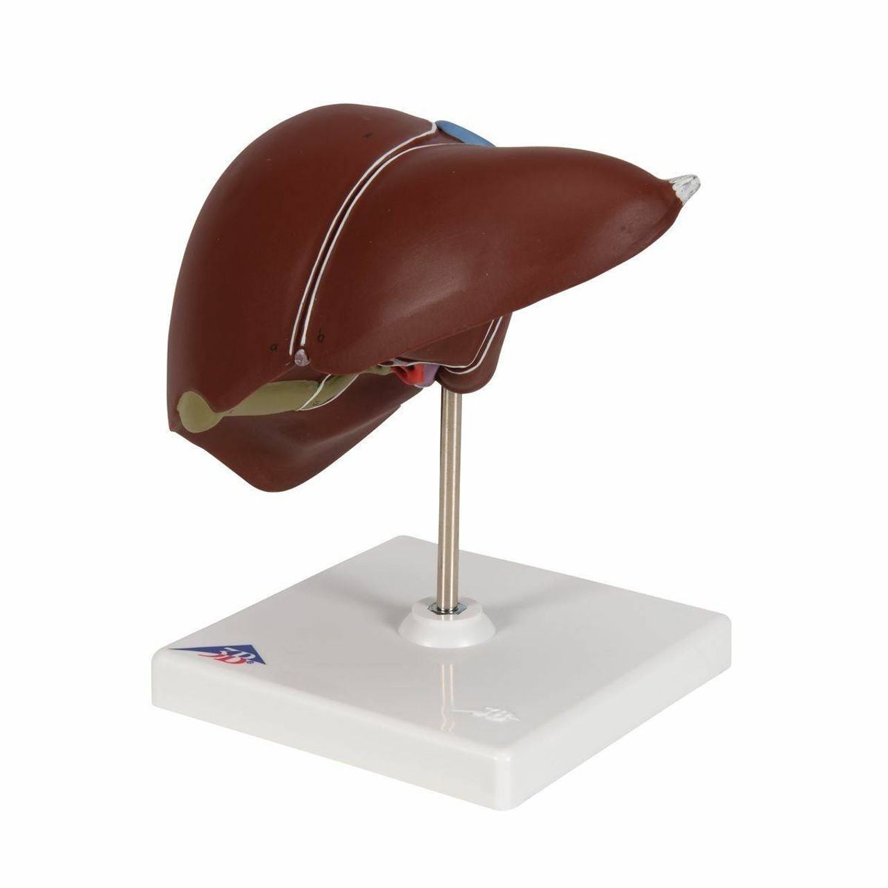 Liver Anatomy Model With Gall Bladder
