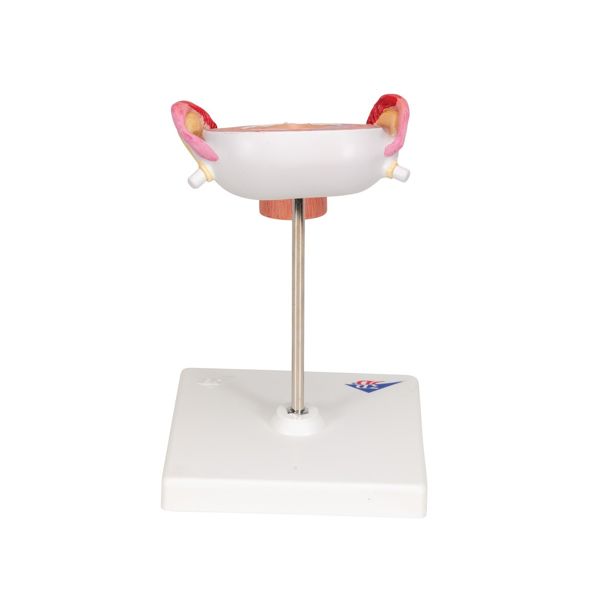 3rd Month Human Embryo Model