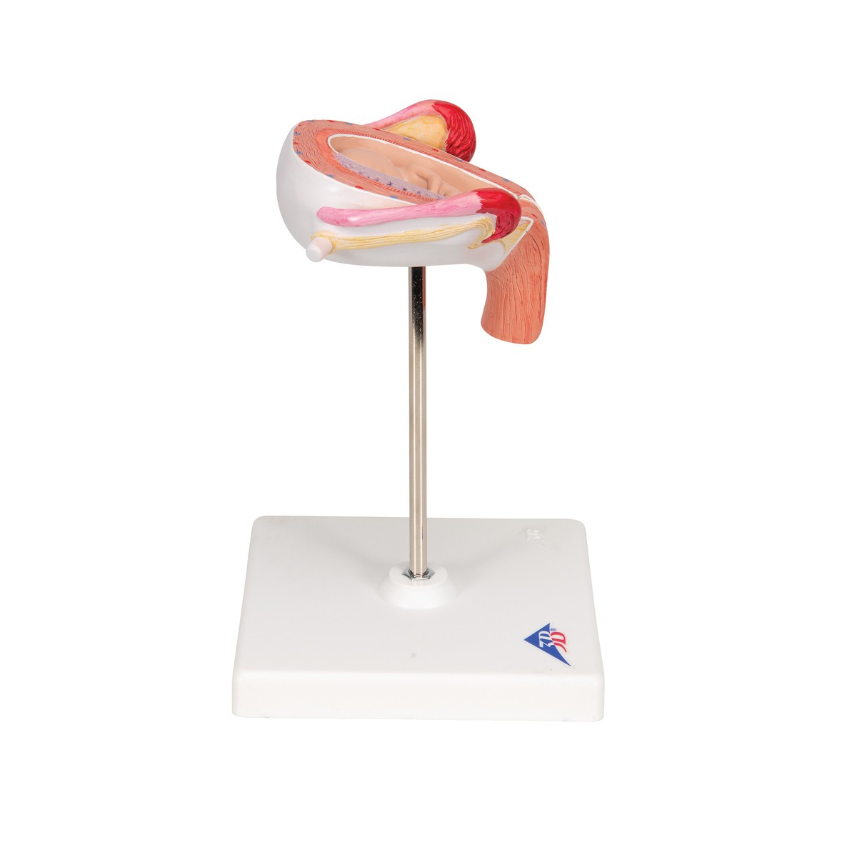3rd Month Human Embryo Model
