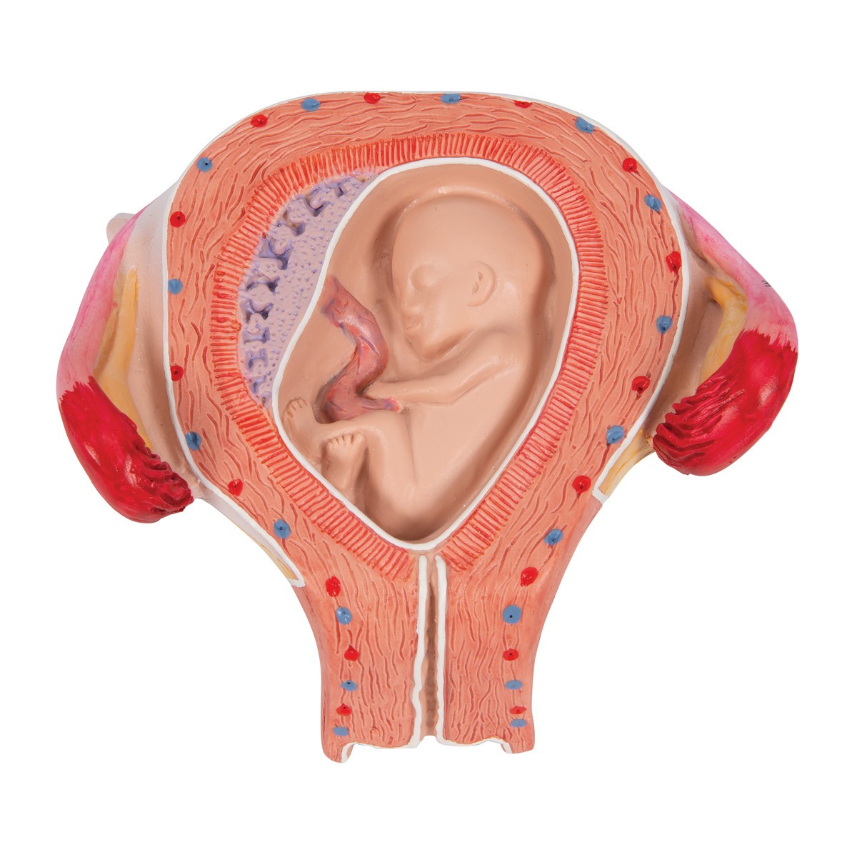 3rd Month Human Embryo Model