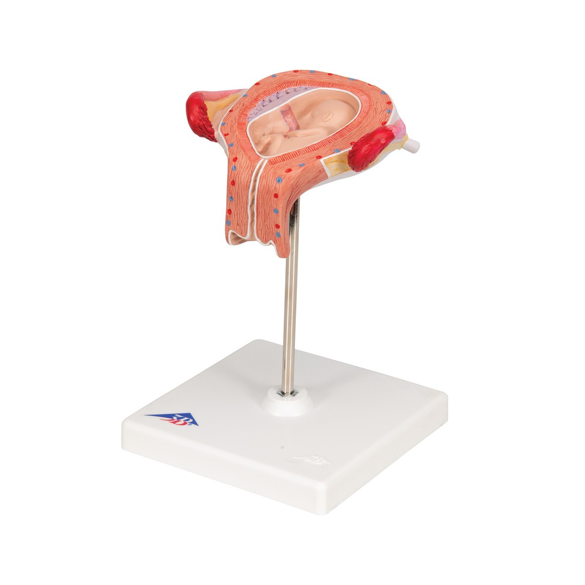 3rd Month Human Embryo Model