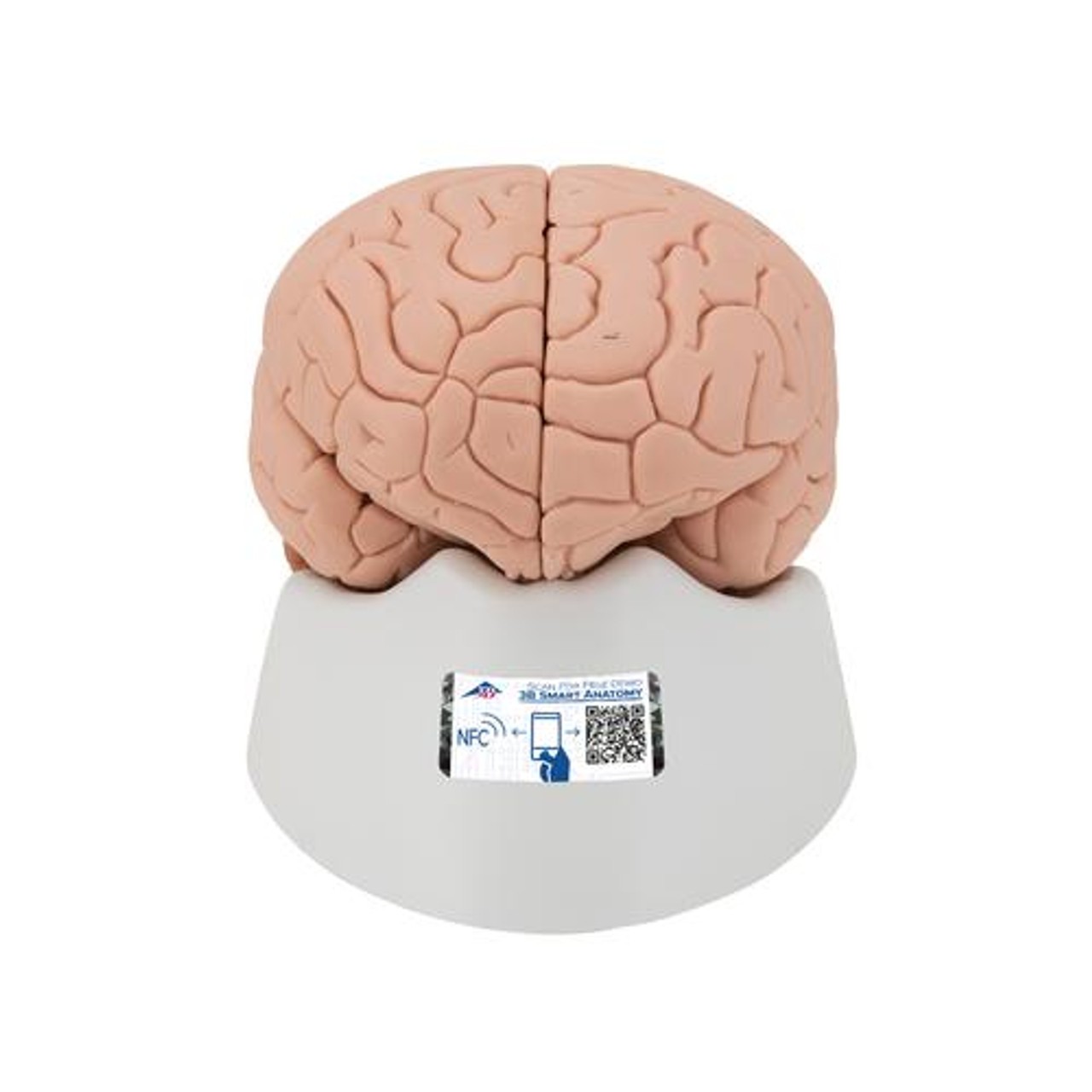 Classic Brain Anatomy Model 4 Parts