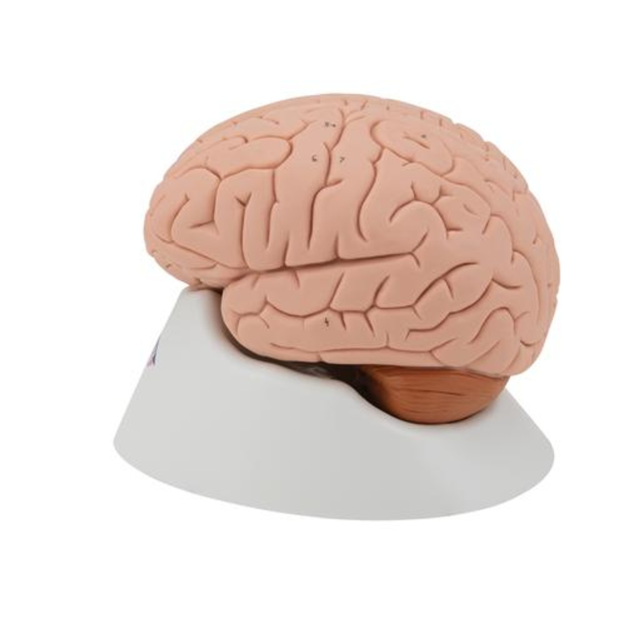 Classic Brain Anatomy Model 4 Parts - Left Side View
