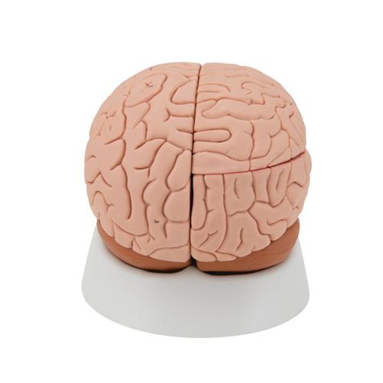 Classic Brain Anatomy Model 4 Parts - Back View