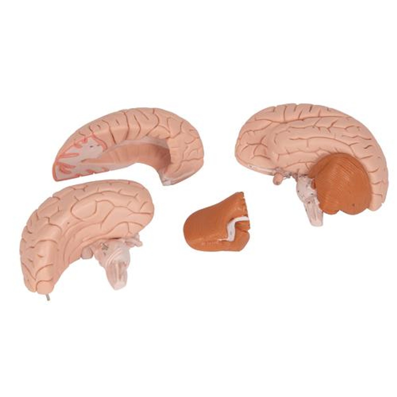 Classic Brain Anatomy Model 4 Parts - Parts View