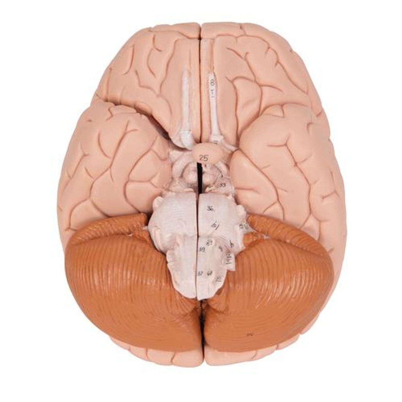 Classic Brain Anatomy Model 4 Parts - Bottom View