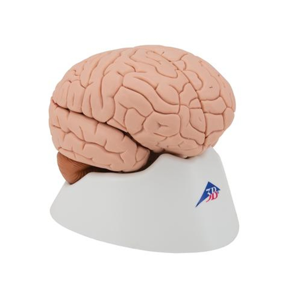 Classic Brain Anatomy Model 4 Parts - Right Side View