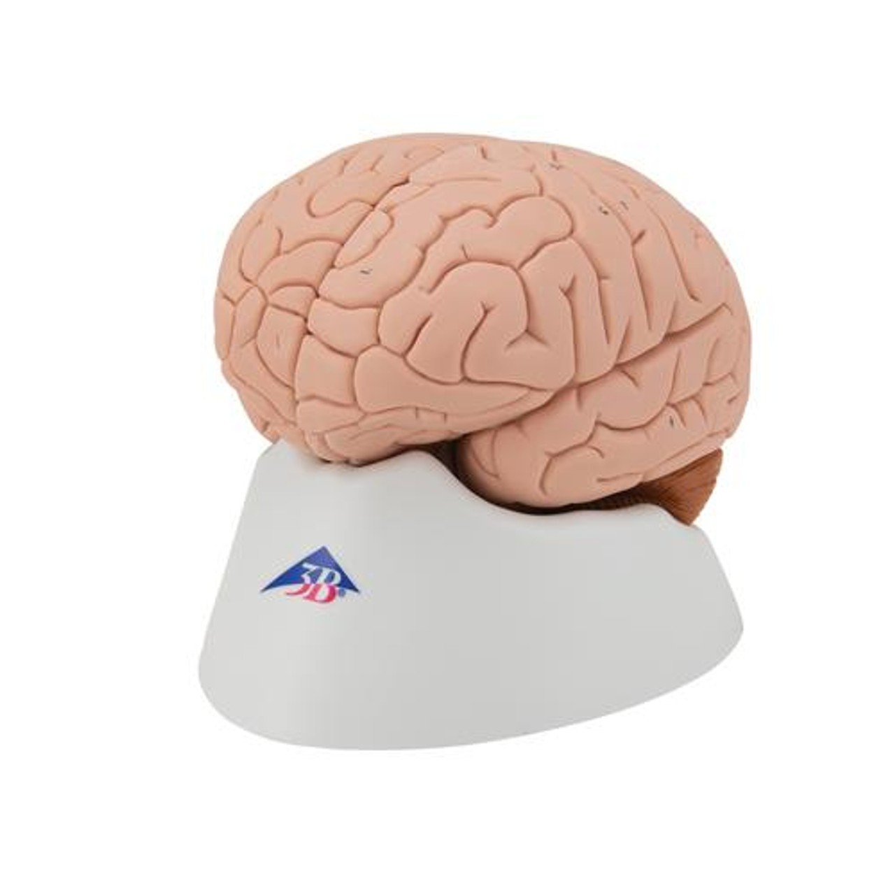 Classic Brain Anatomy Model 4 Parts - Left Side View