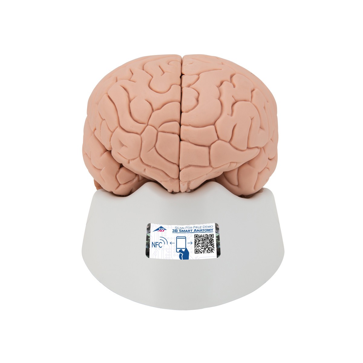 Classic Brain Anatomy Model 4 Parts