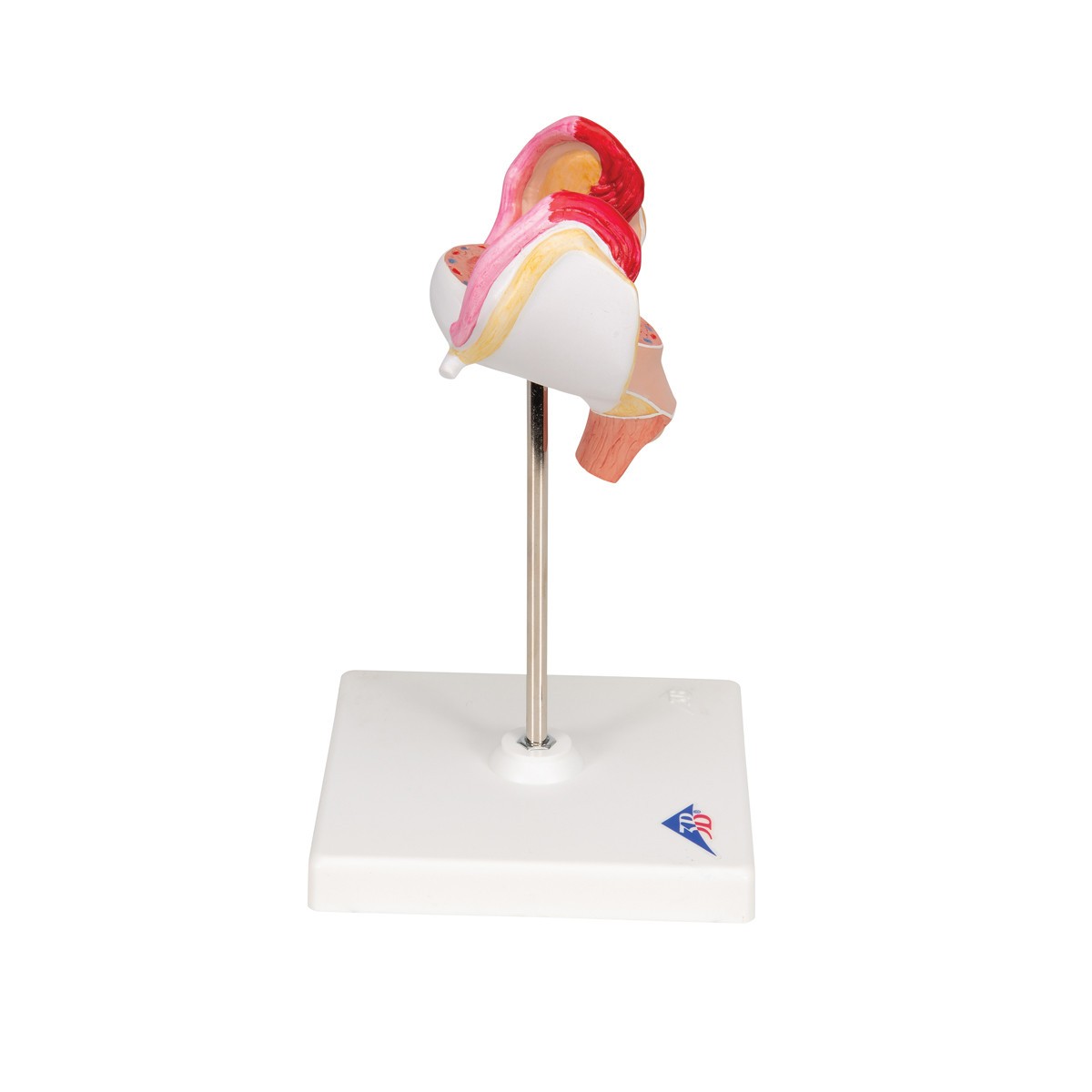 1st Month Human Embryo Model - Right Side View