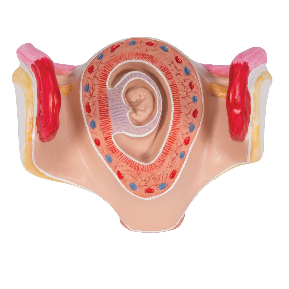 1st Month Human Embryo Model - Zoom View