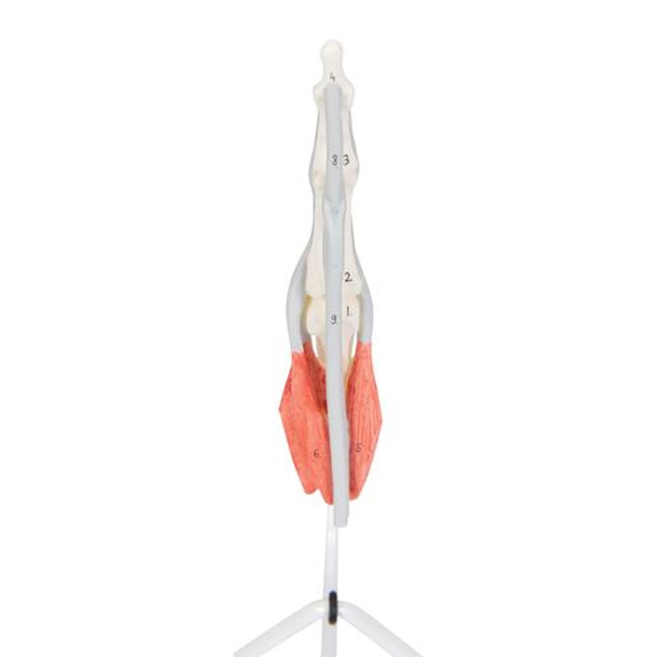Human Internal Finger Structure Anatomy Model