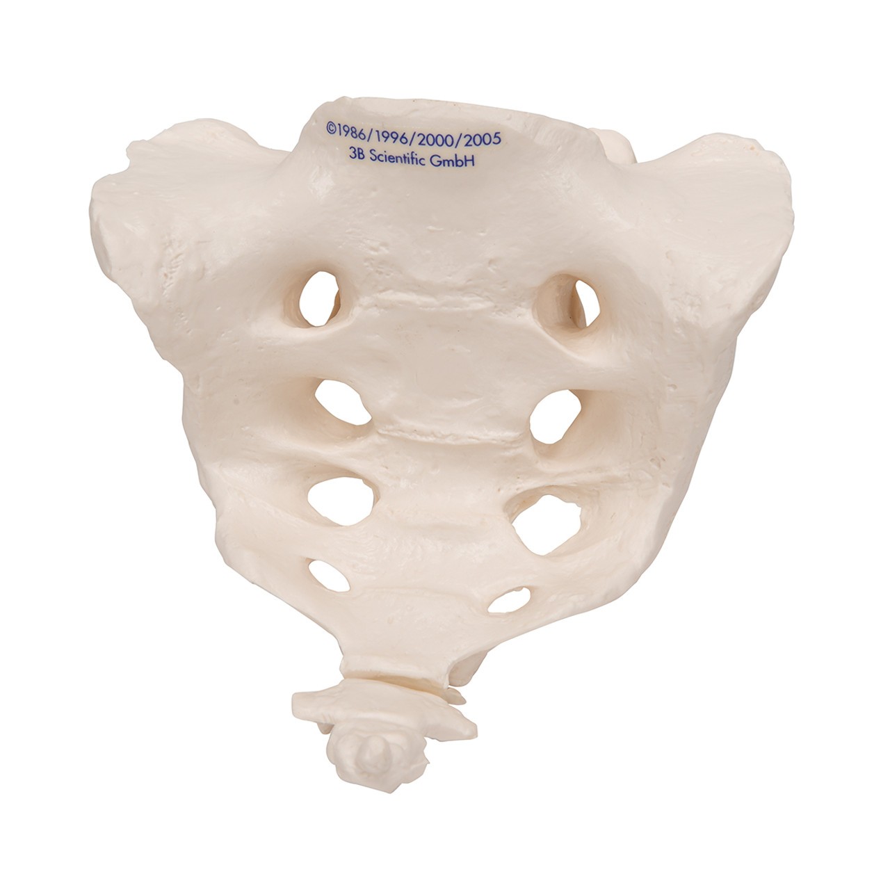 Human Sacrum and Coccyx Anatomy Model
