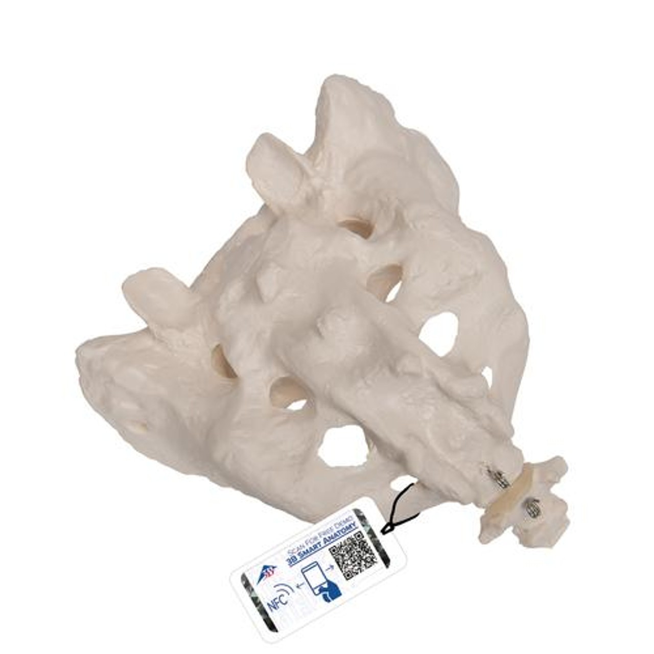 Human Sacrum and Coccyx Anatomy Model