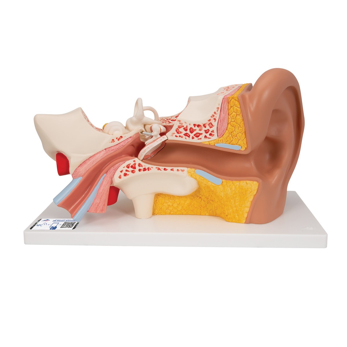 Human Ear Model, 3x Life-Size, 4-Parts, Light Skin