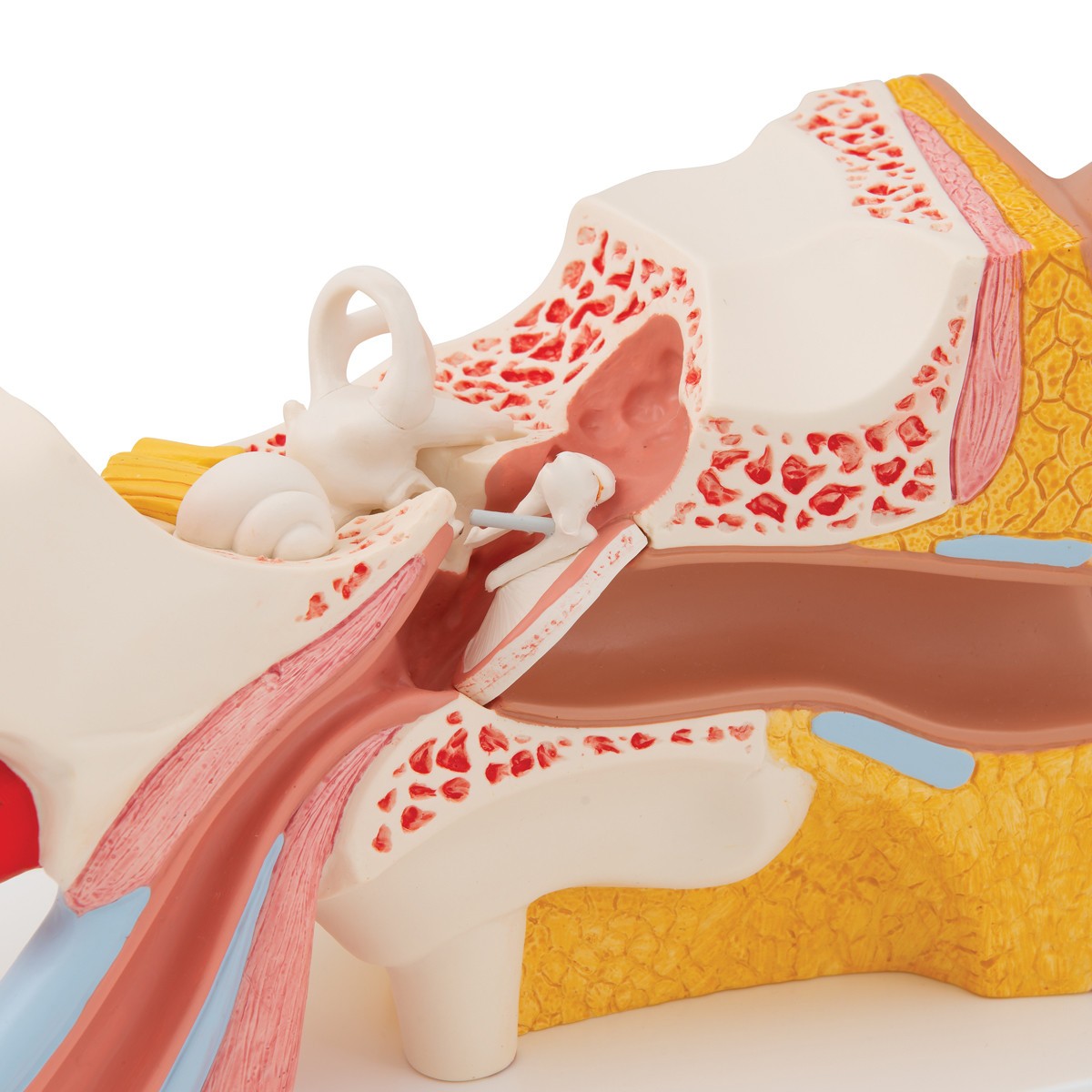 Human Ear Model, 3x Life-Size, 4-Parts, Light Skin