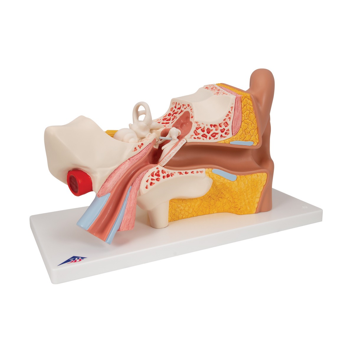 Human Ear Model, 3x Life-Size, 4-Parts, Light Skin