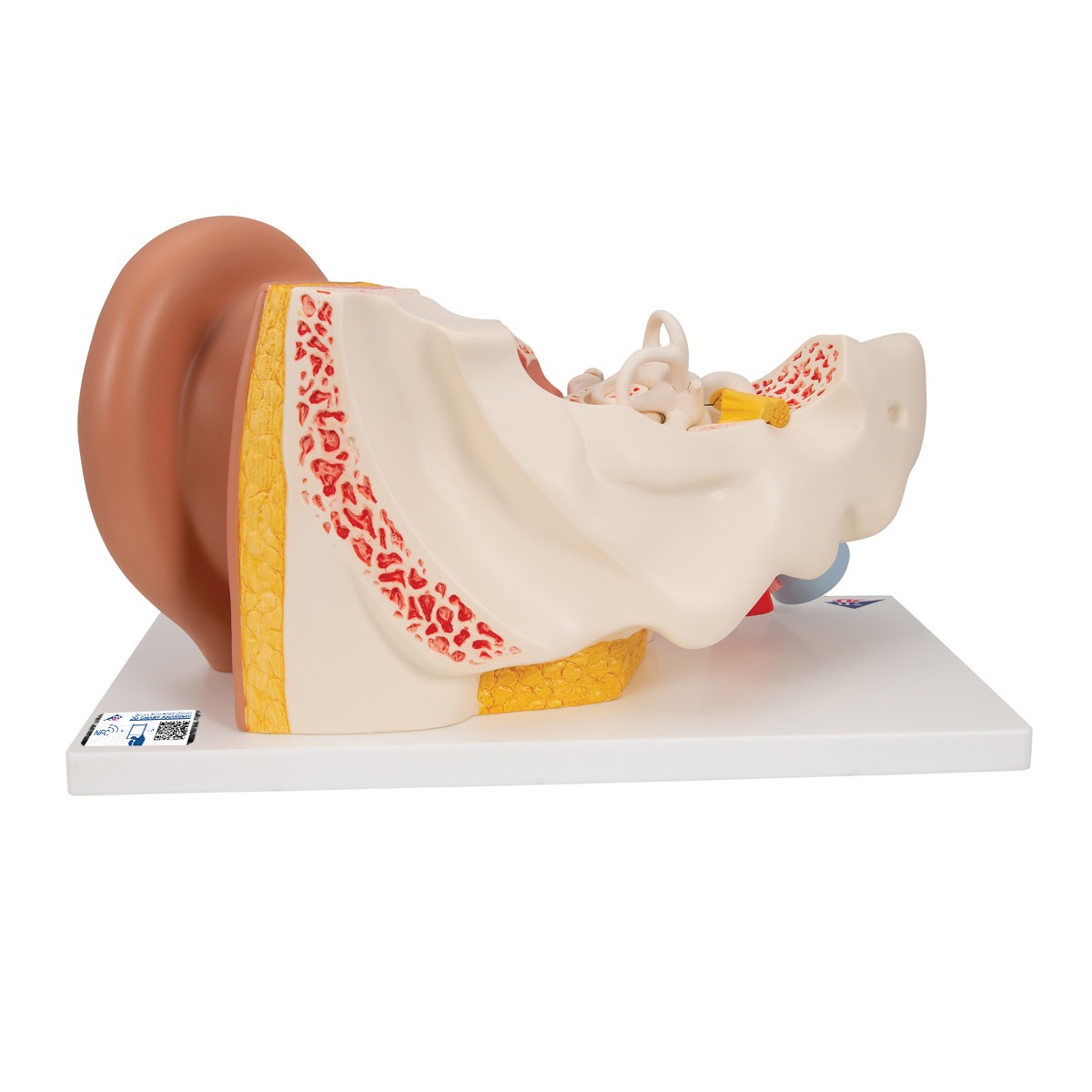 Giant Ear Anatomy Model
