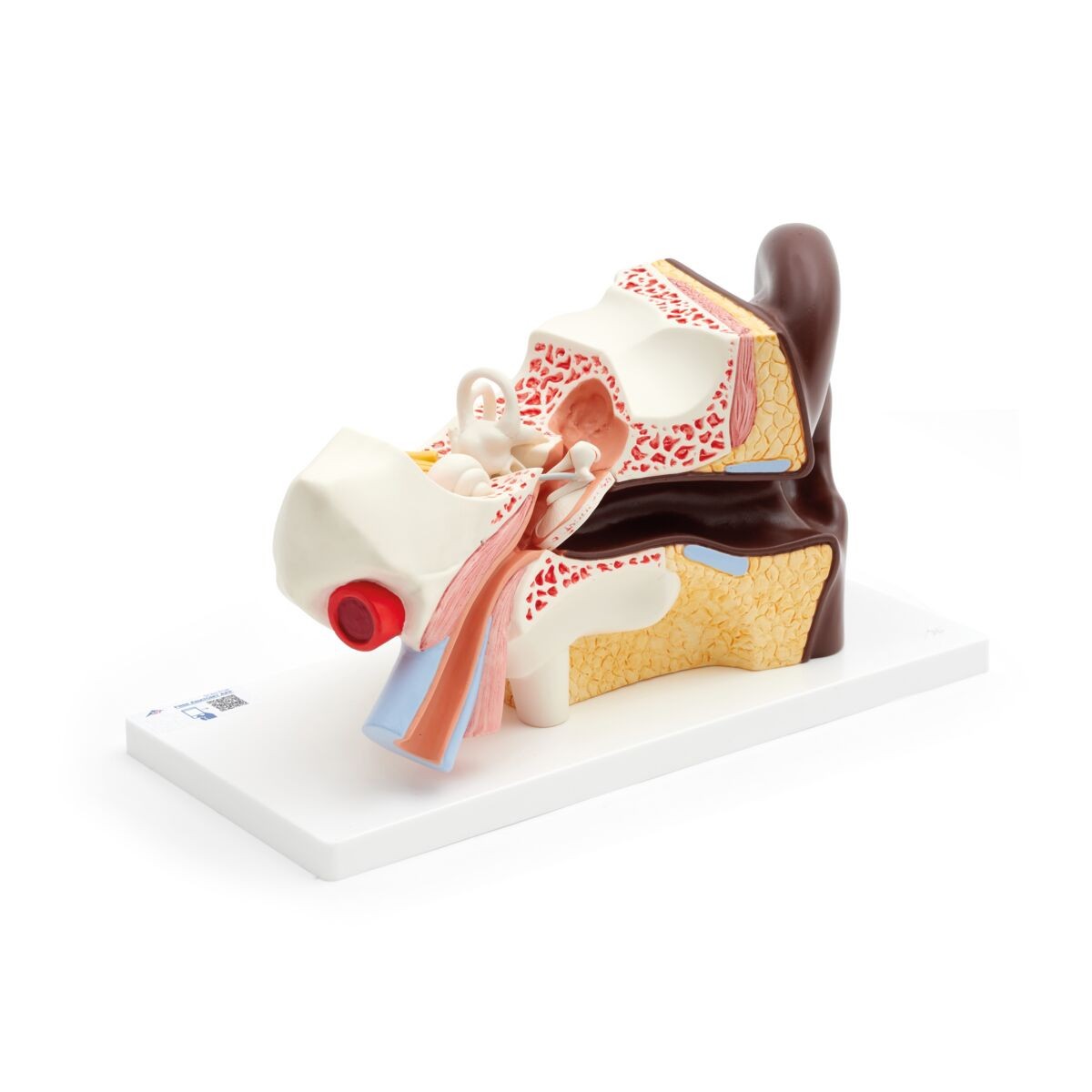 Human Ear Model, 3x Life-Size, 4-Parts, Dark Skin
