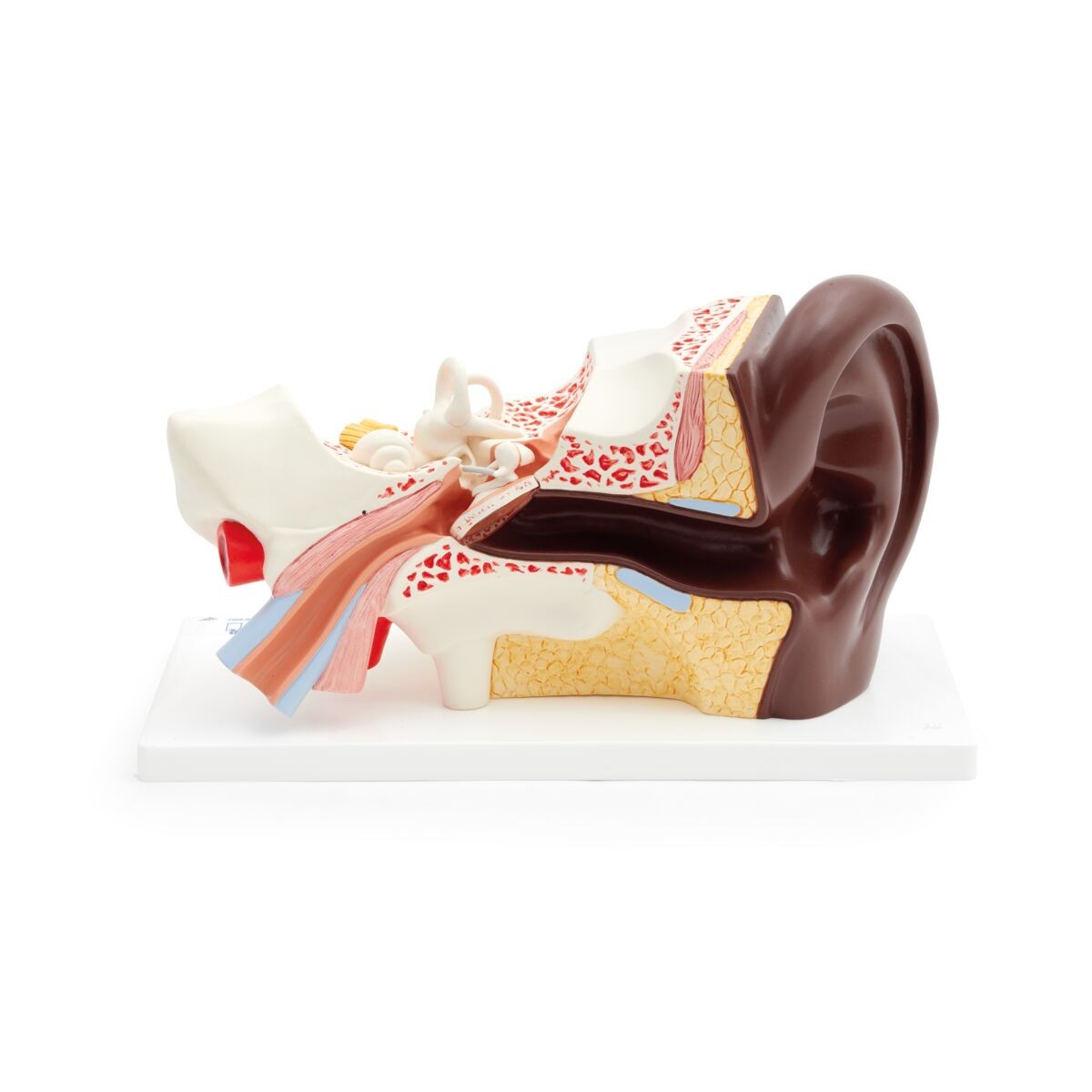 Human Ear Model, 3x Life-Size, 4-Parts, Dark Skin