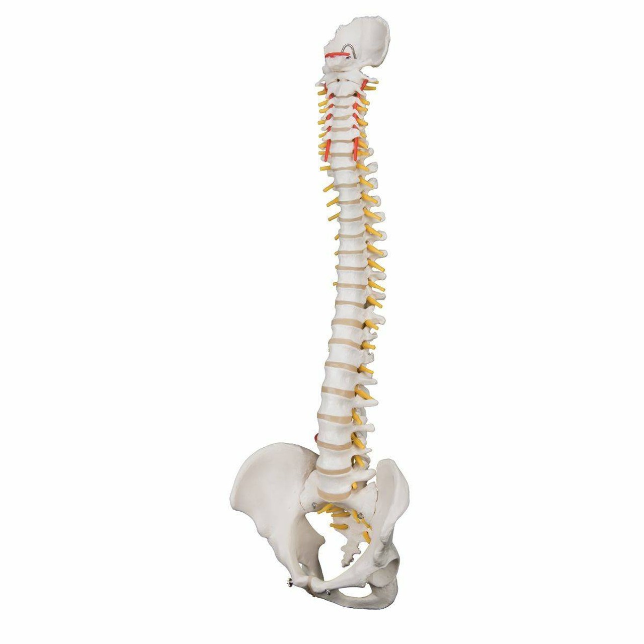 Highly Flexible Human Spine