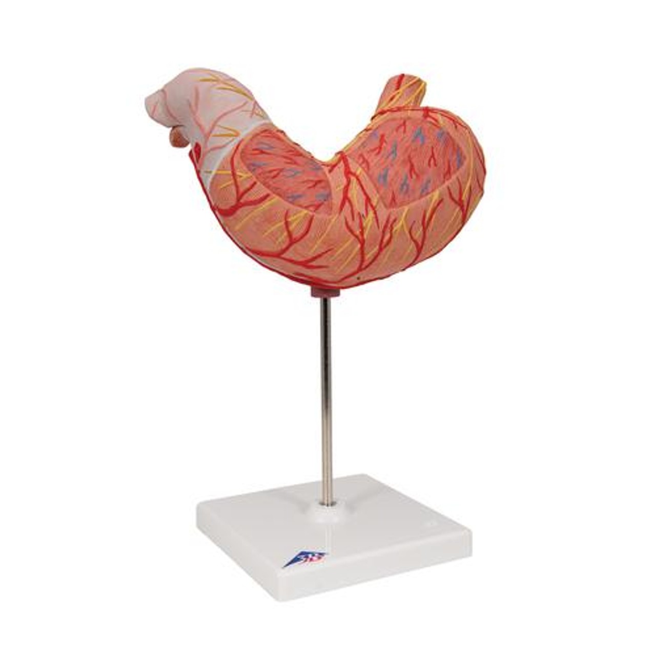 Human Stomach Anatomy Model