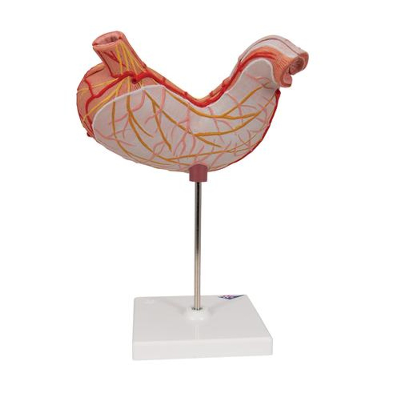Human Stomach Anatomy Model